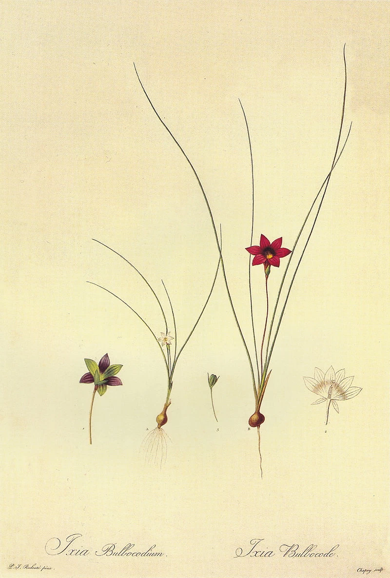 Romulea bulbocodium